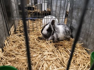XX Ogólnopolska Wystawa Królików Rasowych w Wieluniu za nami